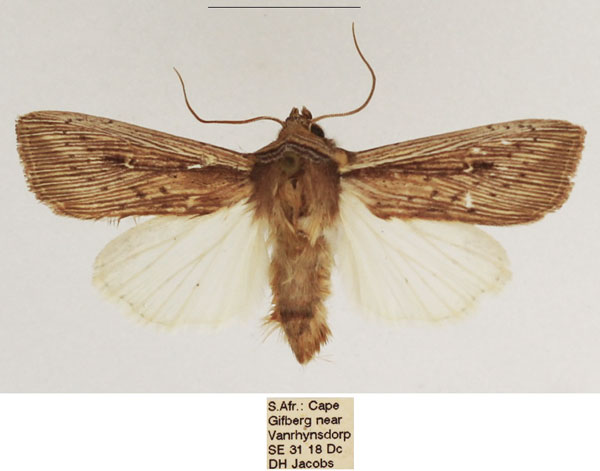 /filer/webapps/moths/media/images/Z/zeae_Leucania_AM_TMSA_03_cnaxc8I.jpg