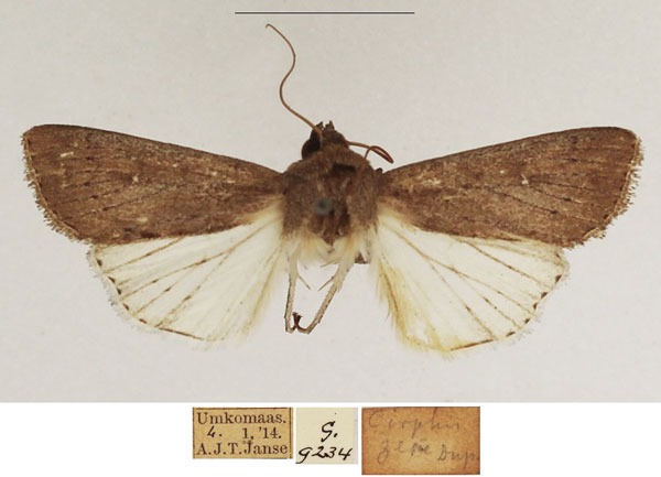 /filer/webapps/moths/media/images/Z/zeae_Leucania_AM_TMSA_04.jpg