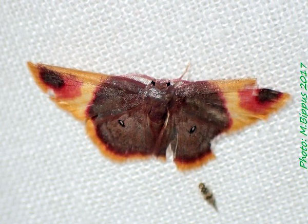 /filer/webapps/moths/media/images/Z/zearia_Chrysocraspeda_AM_Bippus.jpg