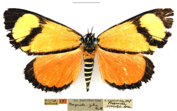 /filer/webapps/moths/media/images/Z/zebra_Phaegorista_AF_RBINS.jpg