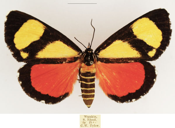 /filer/webapps/moths/media/images/Z/zebra_Phaegorista_AF_TMSA_02.jpg