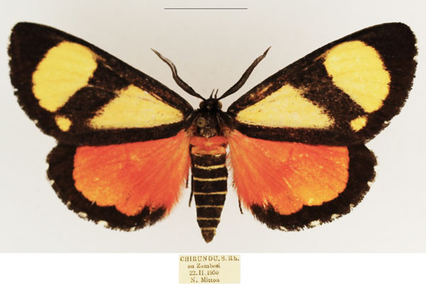 /filer/webapps/moths/media/images/Z/zebra_Phaegorista_AM_TMSA_02.jpg