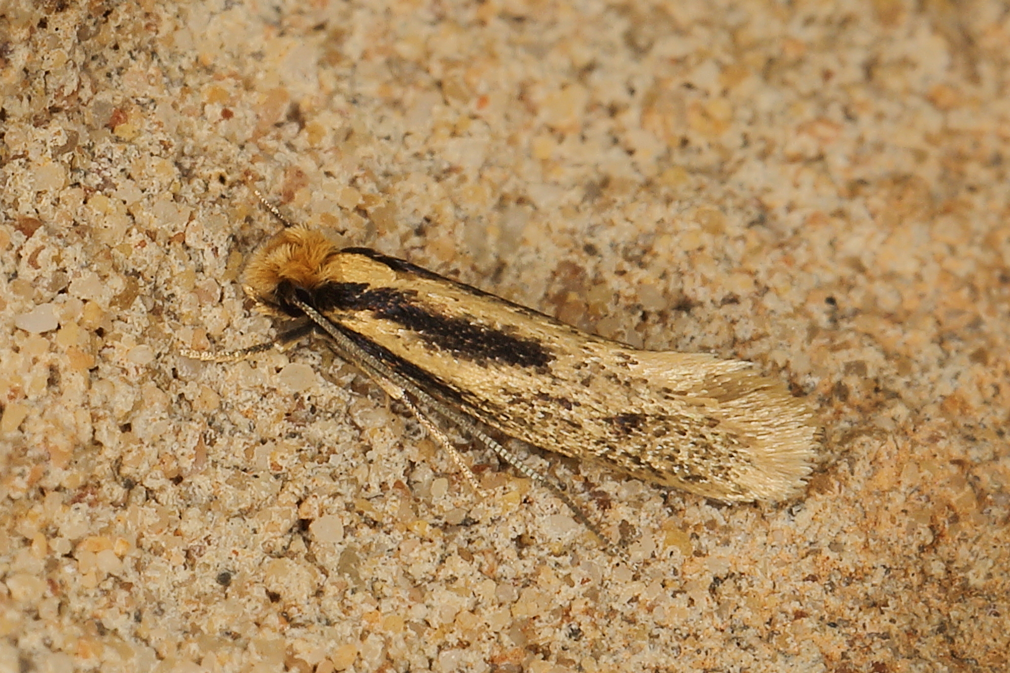 /filer/webapps/moths/media/images/Z/zebra_Proterospastis_A_Heyns_02.JPG