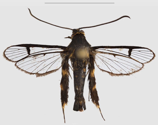 /filer/webapps/moths/media/images/Z/zebracox_Crinitus_HT_SMNSa.jpg