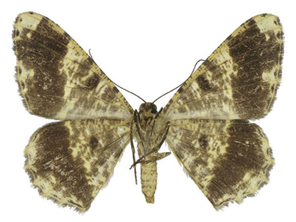 /filer/webapps/moths/media/images/Z/zebrina_Afroracotis_AF_ANHRTb.jpg