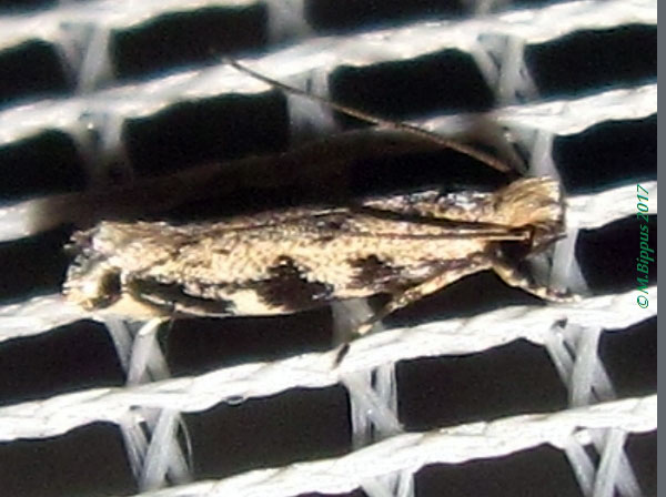 /filer/webapps/moths/media/images/Z/zebrina_Erechthias_A_Bippus.jpg