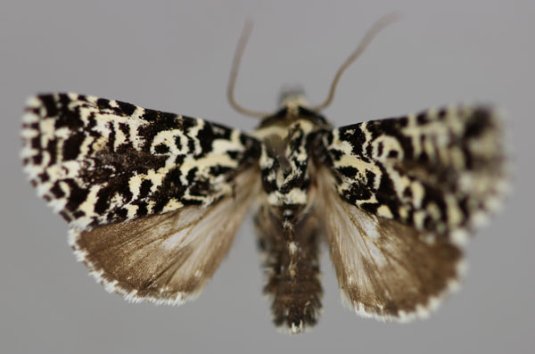 /filer/webapps/moths/media/images/Z/zebrina_Homonacna_A_RMCA_01.jpg