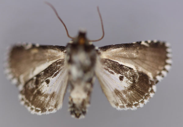 /filer/webapps/moths/media/images/Z/zebrina_Homonacna_A_RMCA_02.jpg