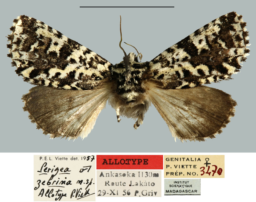 /filer/webapps/moths/media/images/Z/zebrina_Perigea_AT_MNHN.jpg
