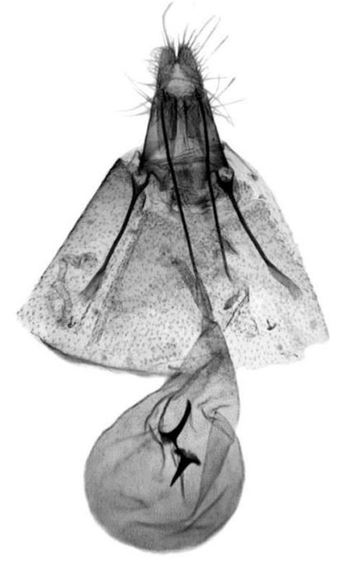 /filer/webapps/moths/media/images/Z/zegieana_Eucosmocydia_GFPT_Trematerra.jpg