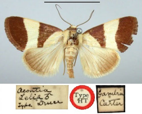 /filer/webapps/moths/media/images/Z/zelia_Acontia_HT_BMNH.jpg