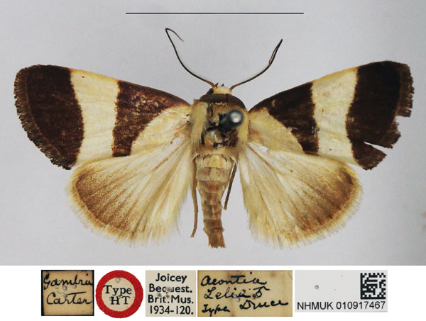 /filer/webapps/moths/media/images/Z/zelia_Acontia_HT_NHMUK.jpg