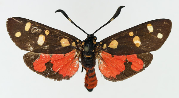 /filer/webapps/moths/media/images/Z/zelleri_Zutulba_AF_TMSA.jpg