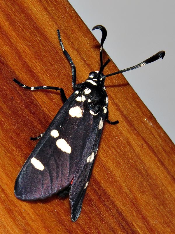 /filer/webapps/moths/media/images/Z/zelleri_Zutulba_A_Braun_3.jpg