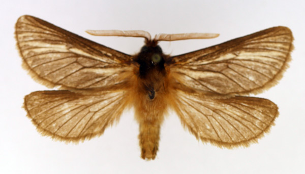 /filer/webapps/moths/media/images/Z/zellerii_Gorgopis_AF_TMSA.jpg