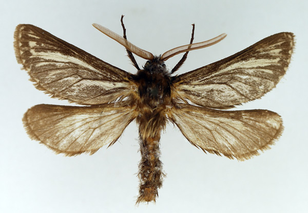 /filer/webapps/moths/media/images/Z/zellerii_Gorgopis_AM_TMSA.jpg