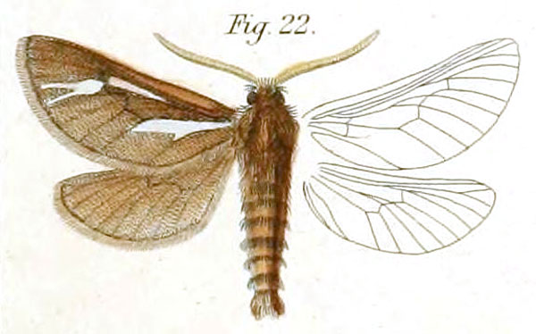/filer/webapps/moths/media/images/Z/zellerii_Gorgopis_HT_Dewitz-22.jpg