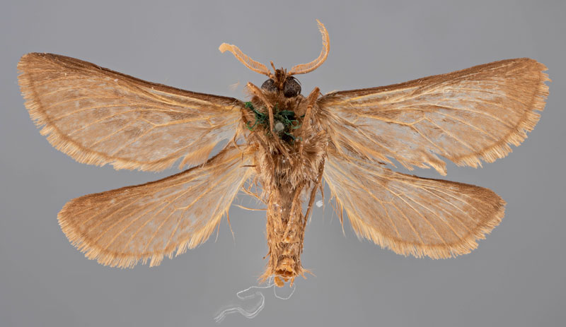 /filer/webapps/moths/media/images/Z/zellerii_Gorgopis_HT_MfNb.jpg