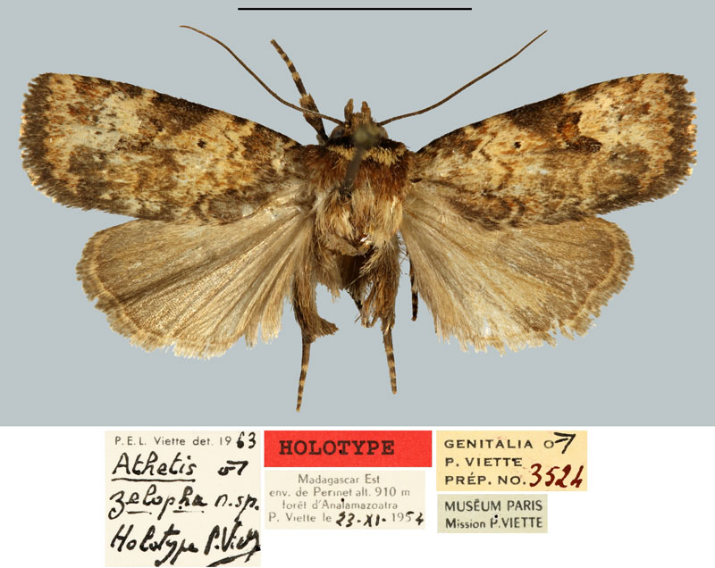 /filer/webapps/moths/media/images/Z/zelopha_Athetis_HT_MNHN.jpg