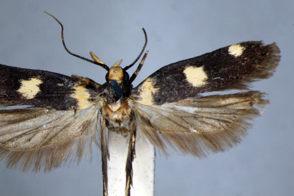 /filer/webapps/moths/media/images/Z/zemiodes_Mometa_HT_BMNH.jpg