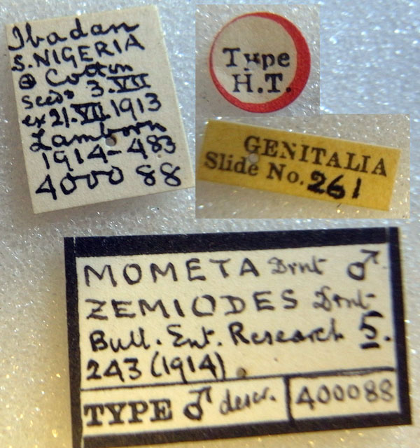 /filer/webapps/moths/media/images/Z/zemiodes_Mometa_HT_BMNHl.jpg