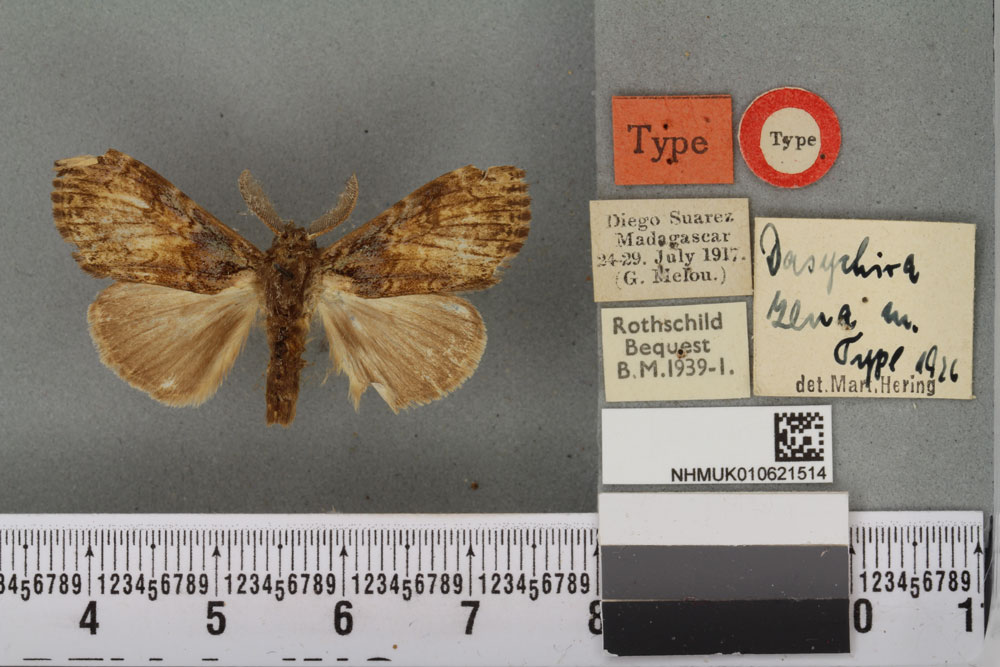 /filer/webapps/moths/media/images/Z/zena_Dasychira_HT_BMNHa.jpg