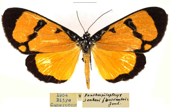 /filer/webapps/moths/media/images/Z/zenkeri_Heraclia_AF_RBINS_02.jpg
