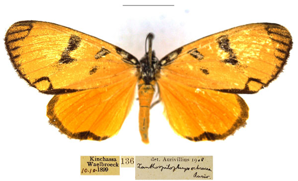 /filer/webapps/moths/media/images/Z/zenkeri_Heraclia_AF_RBINS_03.jpg
