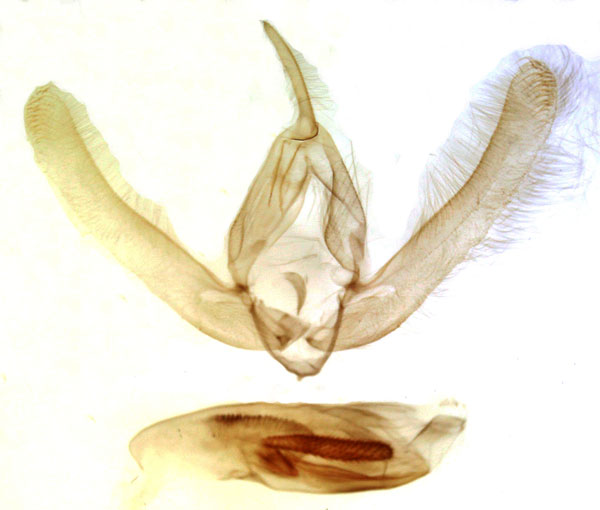 /filer/webapps/moths/media/images/Z/zernytamsia_Timora_GM_MSNM_Berio3389.jpg