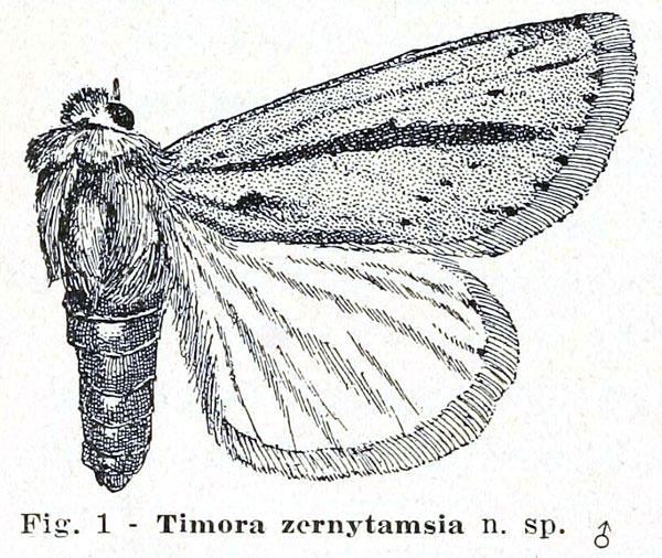 /filer/webapps/moths/media/images/Z/zernytamsia_Timora_HT_Berio_1.jpg