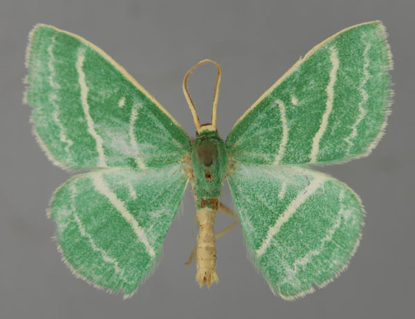 /filer/webapps/moths/media/images/Z/zetetea_Syncollesis_A_ZSM_01.jpg