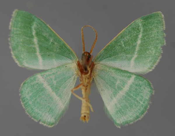 /filer/webapps/moths/media/images/Z/zetetea_Syncollesis_A_ZSM_02.jpg