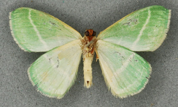 /filer/webapps/moths/media/images/Z/zetetea_Syncollesis_HT_BMNHb.jpg