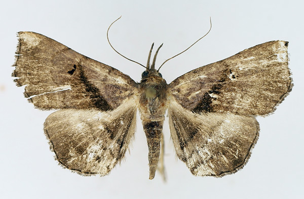 /filer/webapps/moths/media/images/Z/zethesia_Trichopalpina_AF_TMSA_01.jpg