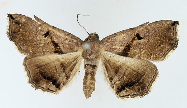 /filer/webapps/moths/media/images/Z/zethesia_Trichopalpina_AF_TMSA_02.jpg