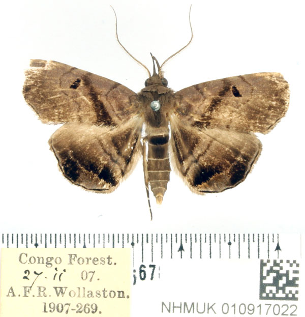 /filer/webapps/moths/media/images/Z/zethesia_Trichopalpina_AM_BMNH.jpg
