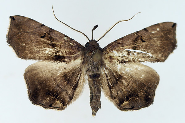 /filer/webapps/moths/media/images/Z/zethesia_Trichopalpina_AM_TMSA_01.jpg