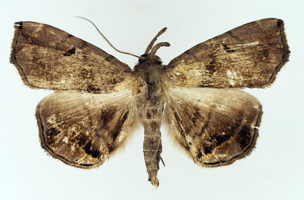 /filer/webapps/moths/media/images/Z/zethesia_Trichopalpina_AM_TMSA_02.jpg
