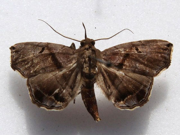 /filer/webapps/moths/media/images/Z/zethesia_Trichopalpina_A_Goff.jpg