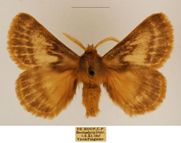 /filer/webapps/moths/media/images/Z/ziczac_Phyllalia_AM_TMSA_01.jpg