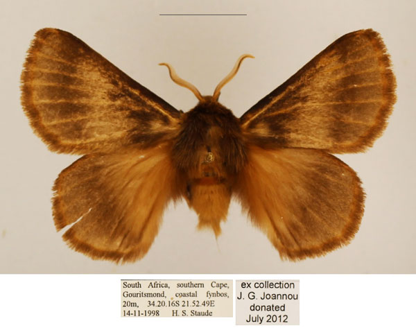 /filer/webapps/moths/media/images/Z/ziczac_Phyllalia_AM_TMSA_02.jpg