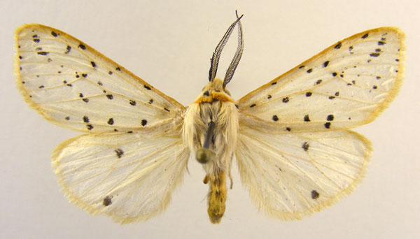 /filer/webapps/moths/media/images/Z/zimbabweiensis_Paralpenus_HT_SZMN.jpg