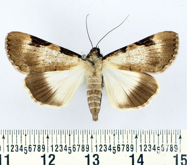/filer/webapps/moths/media/images/Z/zimmeri_Audea_AF_BMNH.jpg