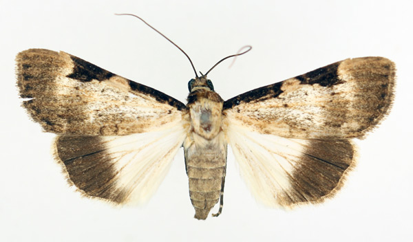 /filer/webapps/moths/media/images/Z/zimmeri_Audea_AF_TMSA_02.jpg