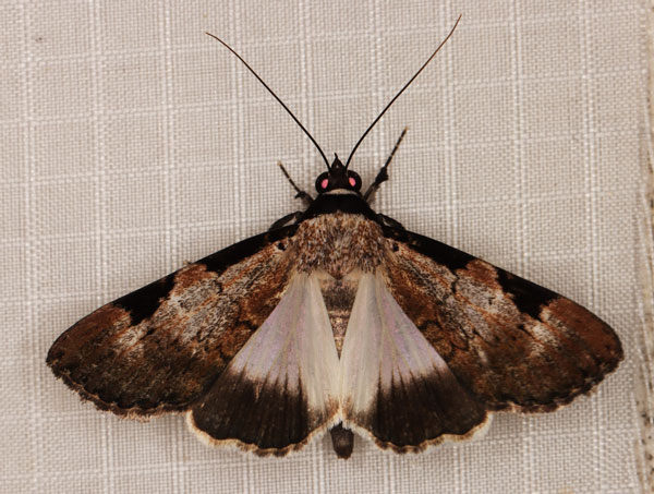 /filer/webapps/moths/media/images/Z/zimmeri_Audea_A_Heyns.jpg