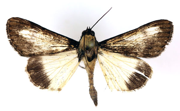 /filer/webapps/moths/media/images/Z/zimmeri_Audea_A_RMCA.jpg