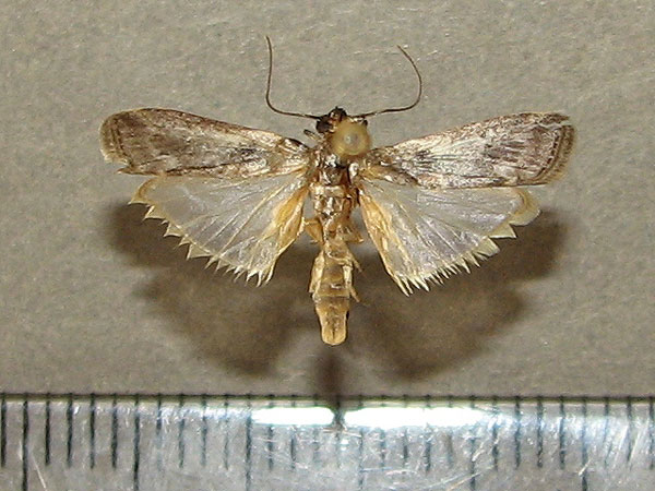 /filer/webapps/moths/media/images/Z/zinckenella_Etiella_A_Goff_01.jpg