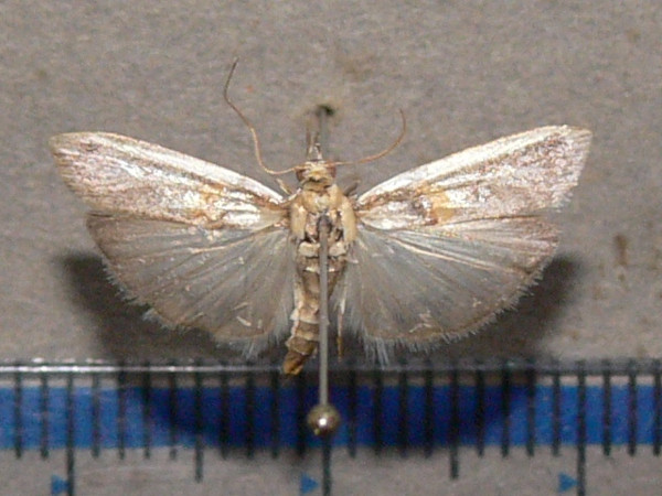 /filer/webapps/moths/media/images/Z/zinckenella_Etiella_A_Goff_01_FlVXsZI.jpg