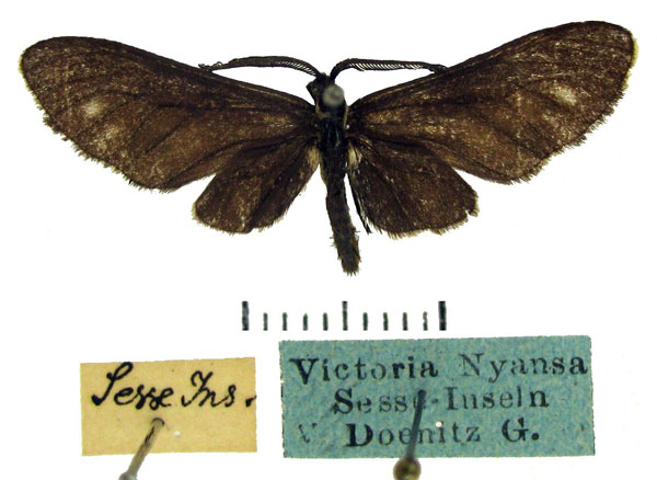 /filer/webapps/moths/media/images/Z/ziwa_Epitoxis_HT_ZMHB.jpg
