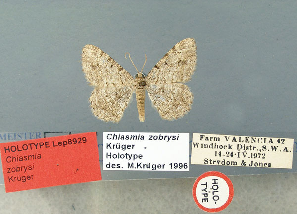 /filer/webapps/moths/media/images/Z/zobrysi_Chiasmia_HT_TMSA.jpg